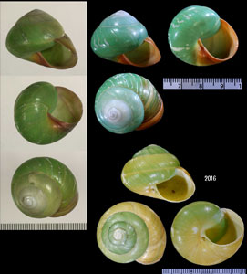 ミドリタチバナマイマイ Asperitas bimaensis viridis small