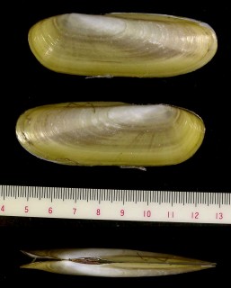 アワユキガイ Phaxas subellipticus small