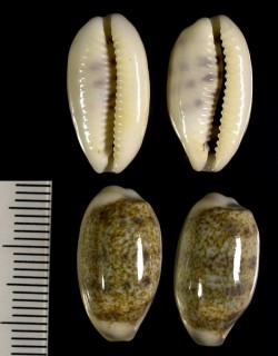 マメシボリダカラ 豆絞宝 Blasicrura pallidula pallidula