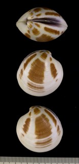 オウナカガミ Dosinia variegata small