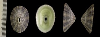 ニジスカシガイ Fissurella nimbosa small