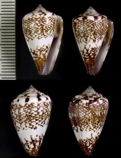 ケープベルデのイモガイ1 Conus delanoyae small