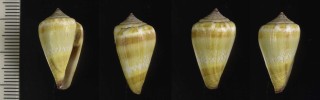 ルクエイモ (仮称) Conus luquei small