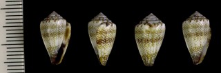 セラネグライモ (仮称) Conus serranegrae small
