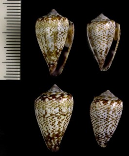 ガレオダモットイモ Conus damottai galeao small