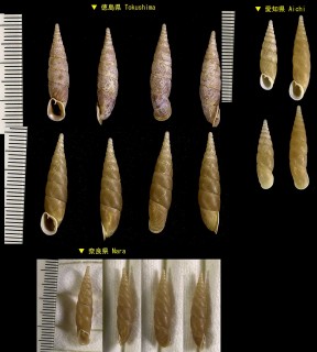 ツムガタギセル 紡錘型煙管 Pinguiphaedusa platydera small