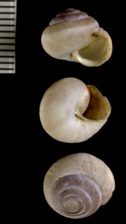 キルギスのカドバリコマイマイ03 Leucozonella caryodes small