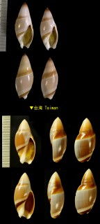 ヒノモトボタル Amalda hinomotoensis