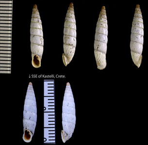 ツヤクレタアオギセル (仮称) Albinaria cretensis tenuicostata small