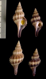 サガミアラレナガニシ Granulifusus niponicus suboblitus small
