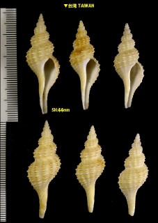 タイワンアラレナガニシ Granulifusus niponicus aff. small
