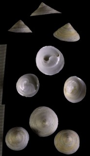 カリバカサガイの仲間 北米 Calyptraea centralis small