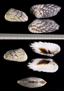 フナガタトマヤ Carditamera affinis small