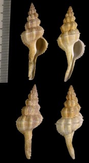 クチバシナガニシ Fusinus rostratus small