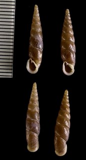 イリオモテコギセル Euphaedusa stearnsii iriomotensis small