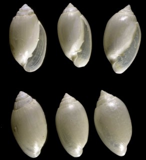 ナギサノシタタリ Microtralia alba small