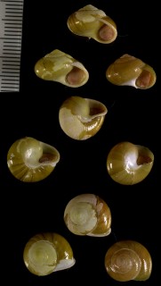 ヌリツヤヤマキサゴ Waldemaria japonica expolita small