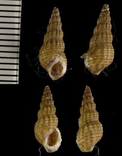 ヌノメカワニナ Melanoides tuberculata small
