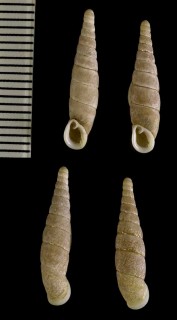 トサシリボソギセル Decolliphaedusa tosaensis small