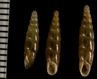 チャイロノミギセル Zaptyx sarissa small
