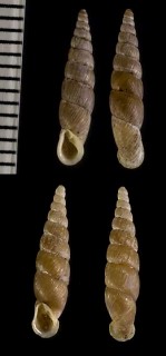 オオタキコギセル Euphaedusa digonoptyx small