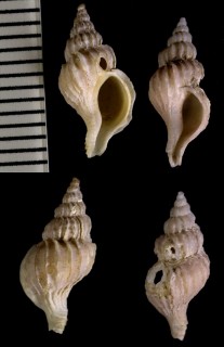 マルヒレツノオリイレ Boreotrophon truncatus small