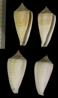 ジュズカケキジビキイモ Conus pseudosulcatus small