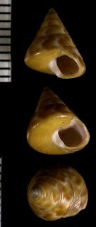 ツヤエビス Calliostoma conulum small