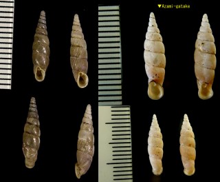 ナガトギセル Paganizaptyx subaurantiaca small