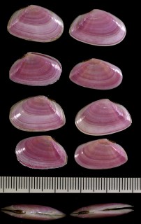 サクラガイ Nitidotellina hokkaidoensis small