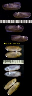 ミゾガイ Siliqua pulchella small