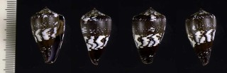 マイオイモ (仮称) Conus maioensis small