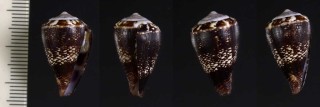ビルカヌスイモ (仮称) Conus vulcanus small