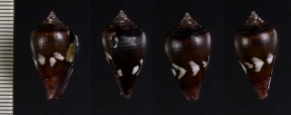 ゲンソウイモ Conus fantasmalis small