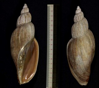 オオヒタチオビ Fulgoraria magna small