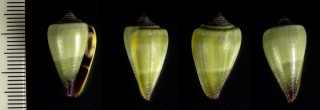 メシアイモ Conus messiasi small