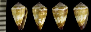 ガタスイモの一型 Conus borgesi small