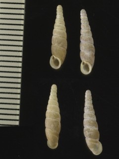 モリサキギセル Aulacophardusa aulacophora morisakii small
