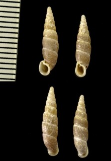 ヒゴギセル Paganizaptyx strictaluna kochiensis small
