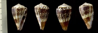 ニシノサヤガタイモ Conus cuneolus small
