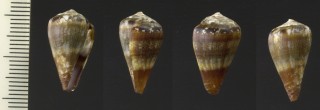 フォントナイモ (仮称) Conus fontonae small
