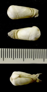 クサビニオガイ (仮称) Martesia cuneiformis small