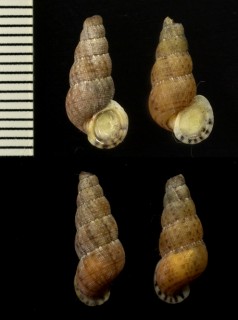 クリーガークチヒレ Chondropoma gnote kriegeri small