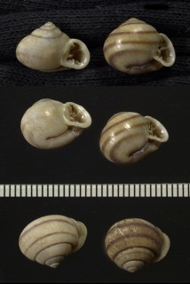 ピルスブリクチトジマイマイ (仮称) Tomigerus pilsbryi small