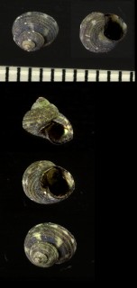 アケボノシタダミ (仮称) Margarites sp. small
