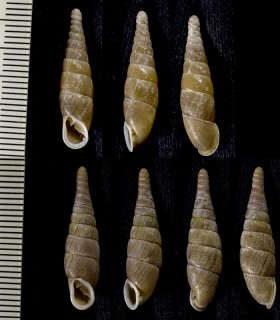 アワギセル Mesophaedusa hickonis awaensis small