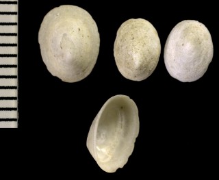 マシロガサ cf. Cryptobranchia alba small