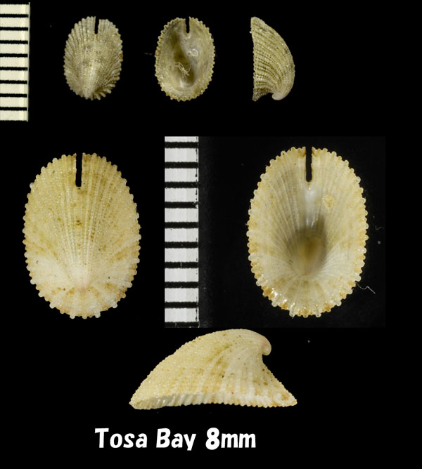 トサスソキレ Emarginula tosaensis small