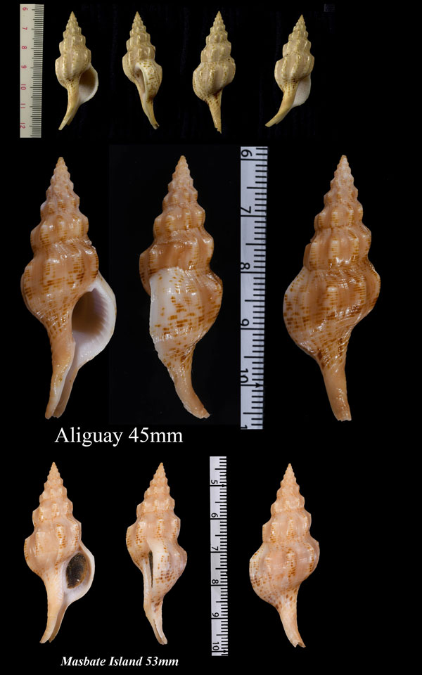 ツヤオナガミクリ Siphonofusus walleri small