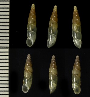ゾウゲツヤノミギセル Hemizaptyx purrissima small